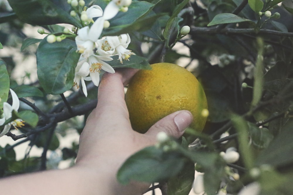 yellow lemon fruit on persons hand