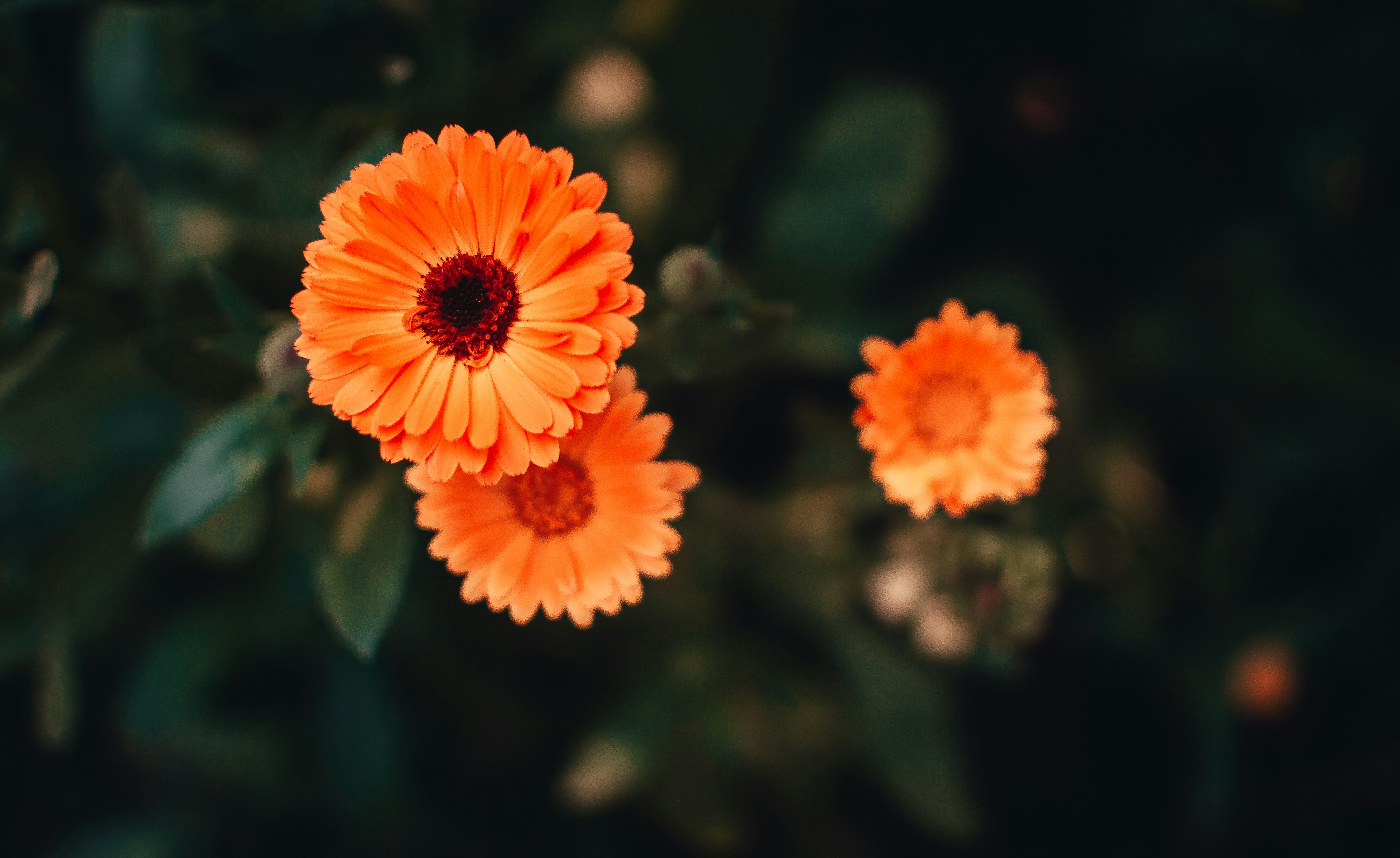 Photo by nishaan_ahmed