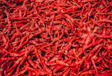 Close-up of dry red chillies being carefully packed in export boxes