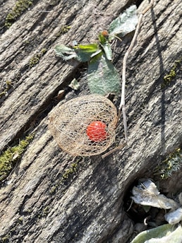 Close-up of dried Arbutus unedo leaves and berries arranged on rustic wooden table