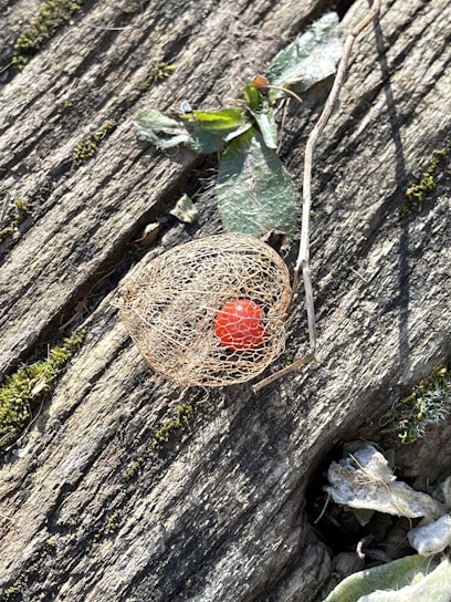 Close-up of dried Arbutus unedo leaves and berries arranged on rustic wooden table
