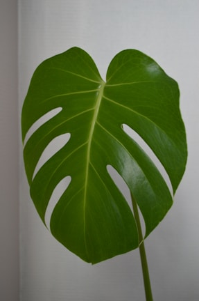 Close-up of a deep green monstera leaf with soft terracotta background.