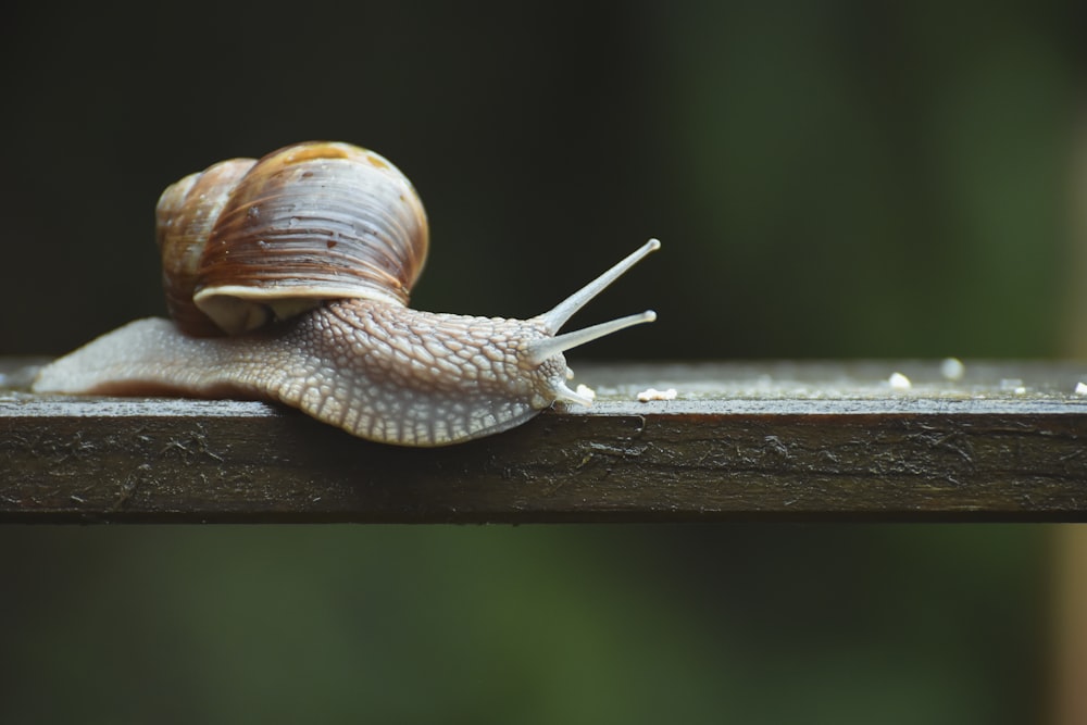 brown snail on brown wooden surface