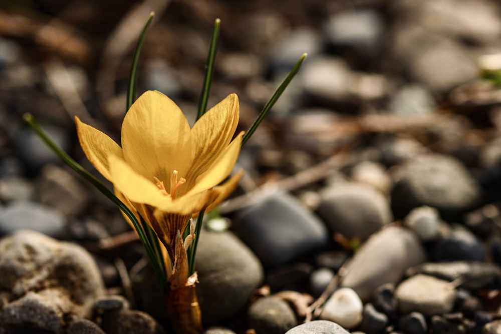 yellow flower on black and gray stones