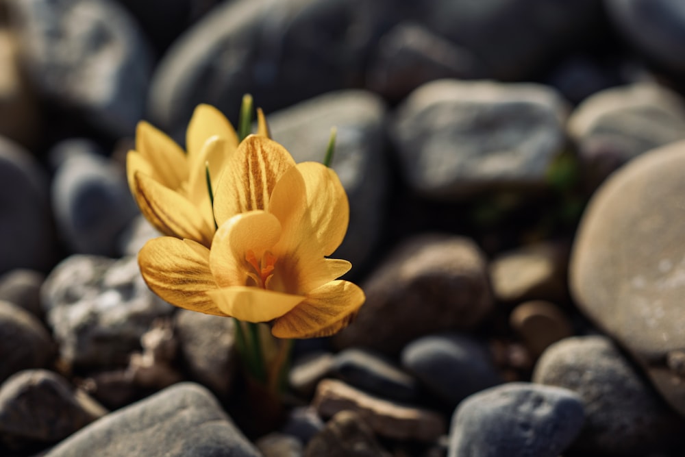 flor amarilla sobre piedras grises