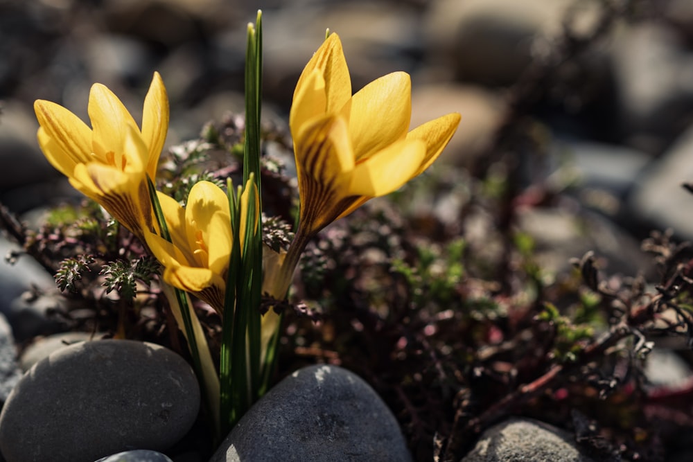 yellow flower on gray stone