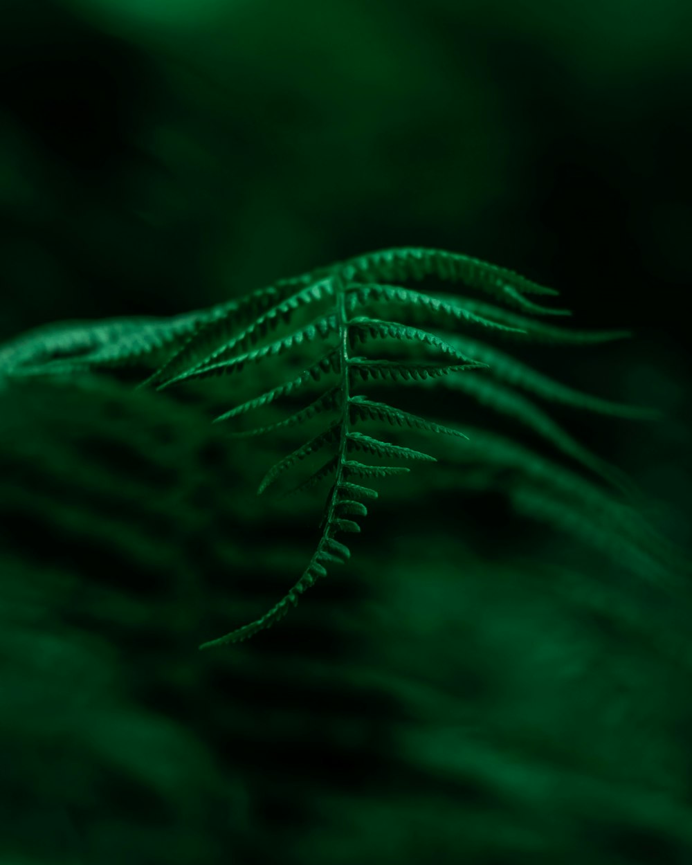 green leaf in close up photography