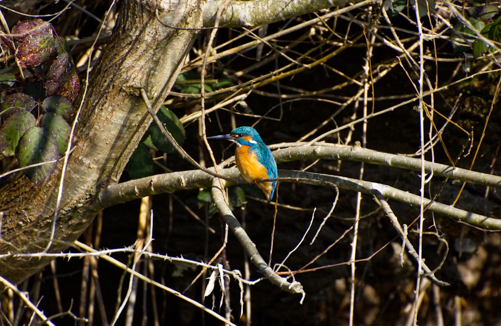 pájaro azul en la rama marrón del árbol durante el día