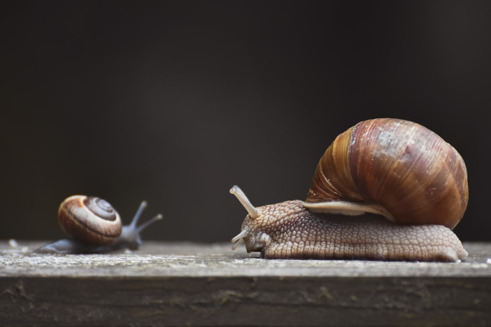 brown snail on brown wooden surface