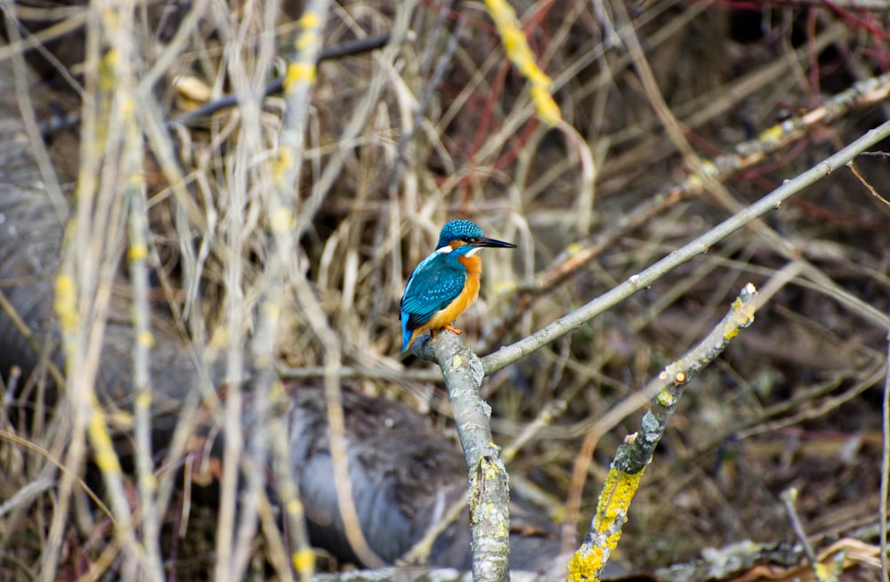 blue and brown bird on brown tree branch during daytime