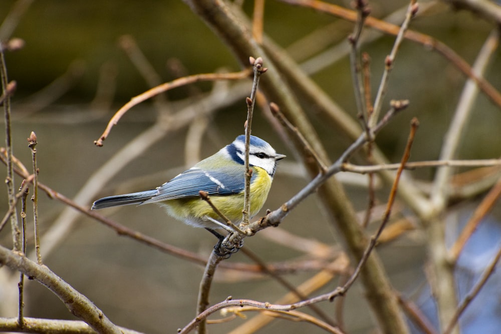 blue and white bird on brown tree branch