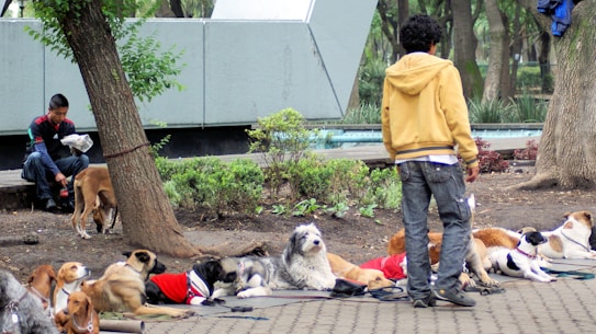 A group of dogs wearing various clothing items are lying down on a paved surface in a park. Two people are present; one, wearing a yellow hoodie, stands near the dogs, while the other, sitting on a nearby ledge, holds a piece of paper and attends to a dog. Greenery surrounds the area, with trees and bushes in the background.