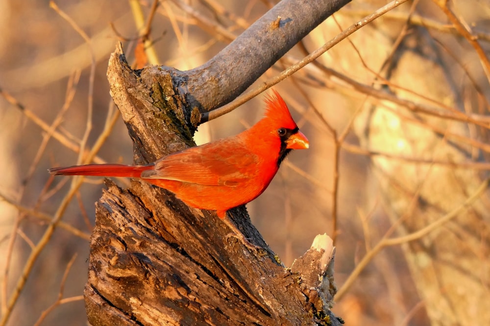 red cardinal bird on brown tree branch during daytime