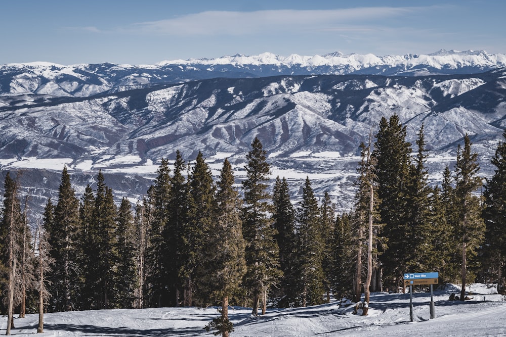 green pine trees on snow covered mountain during daytime