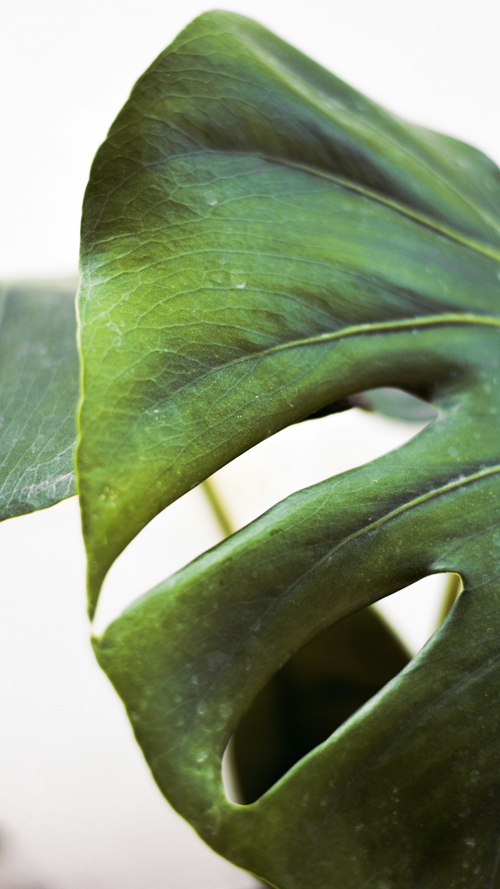 foglia verde in primo piano fotografia