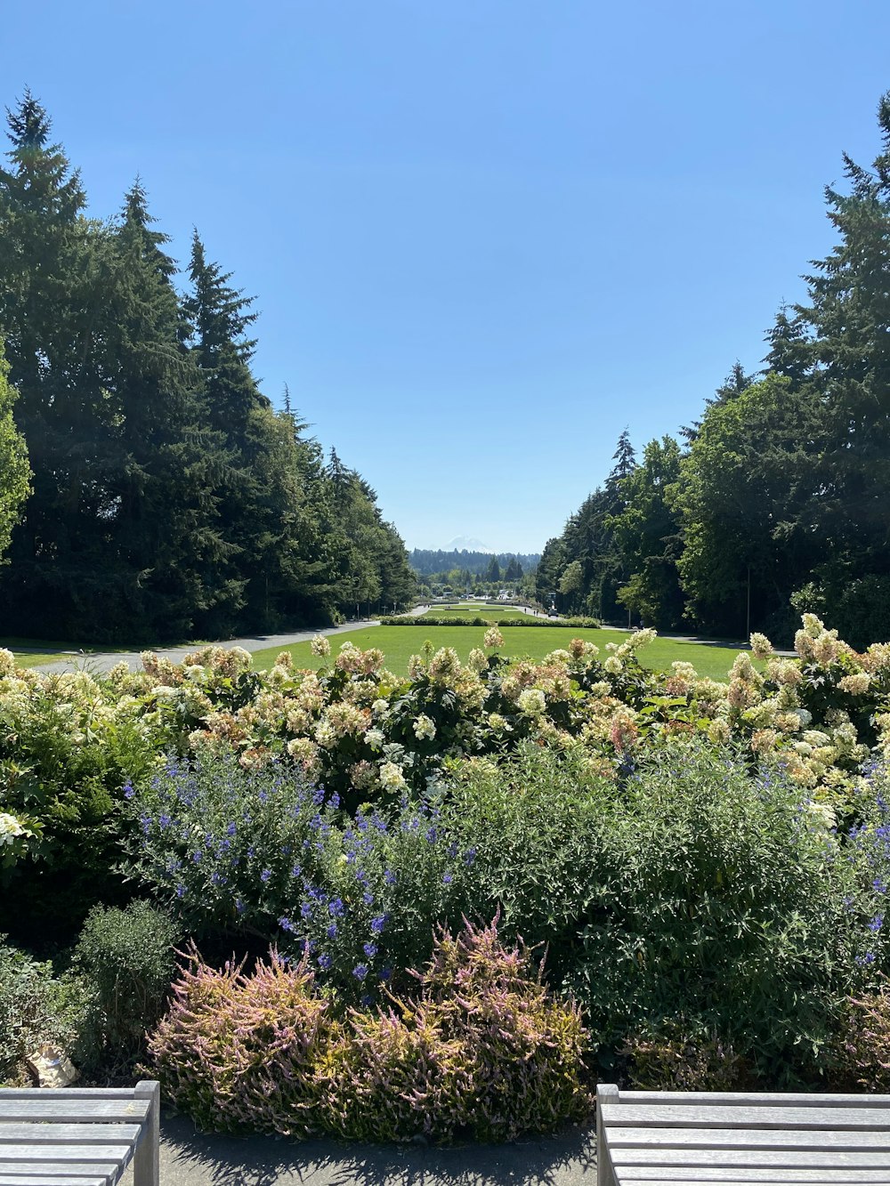 Champ d’herbe verte avec des arbres verts sous le ciel bleu pendant la journée