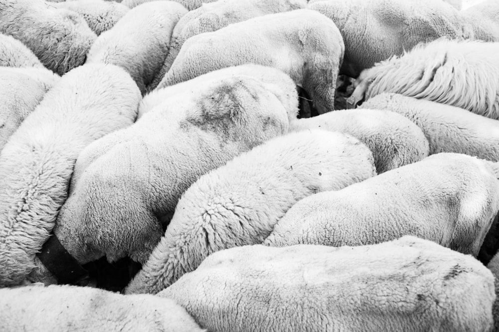 grayscale photo of group of sheep