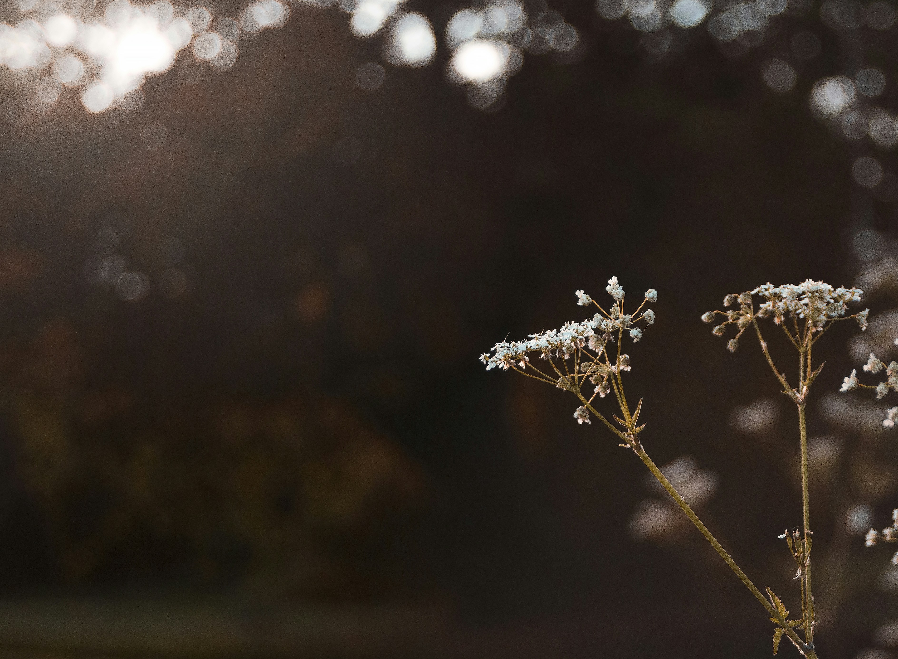 Photo by veronicahalf