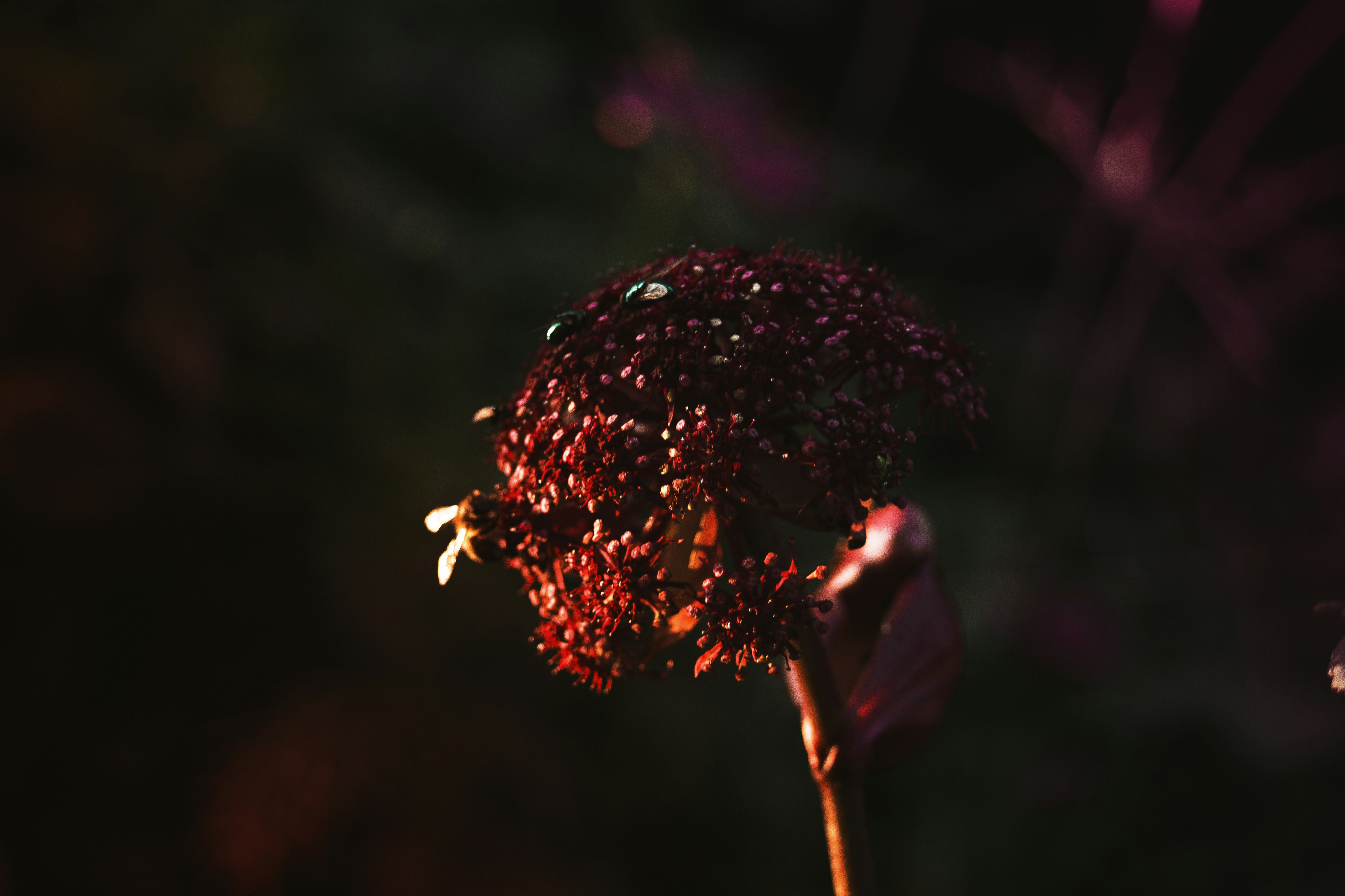 Photo by veronicahalf