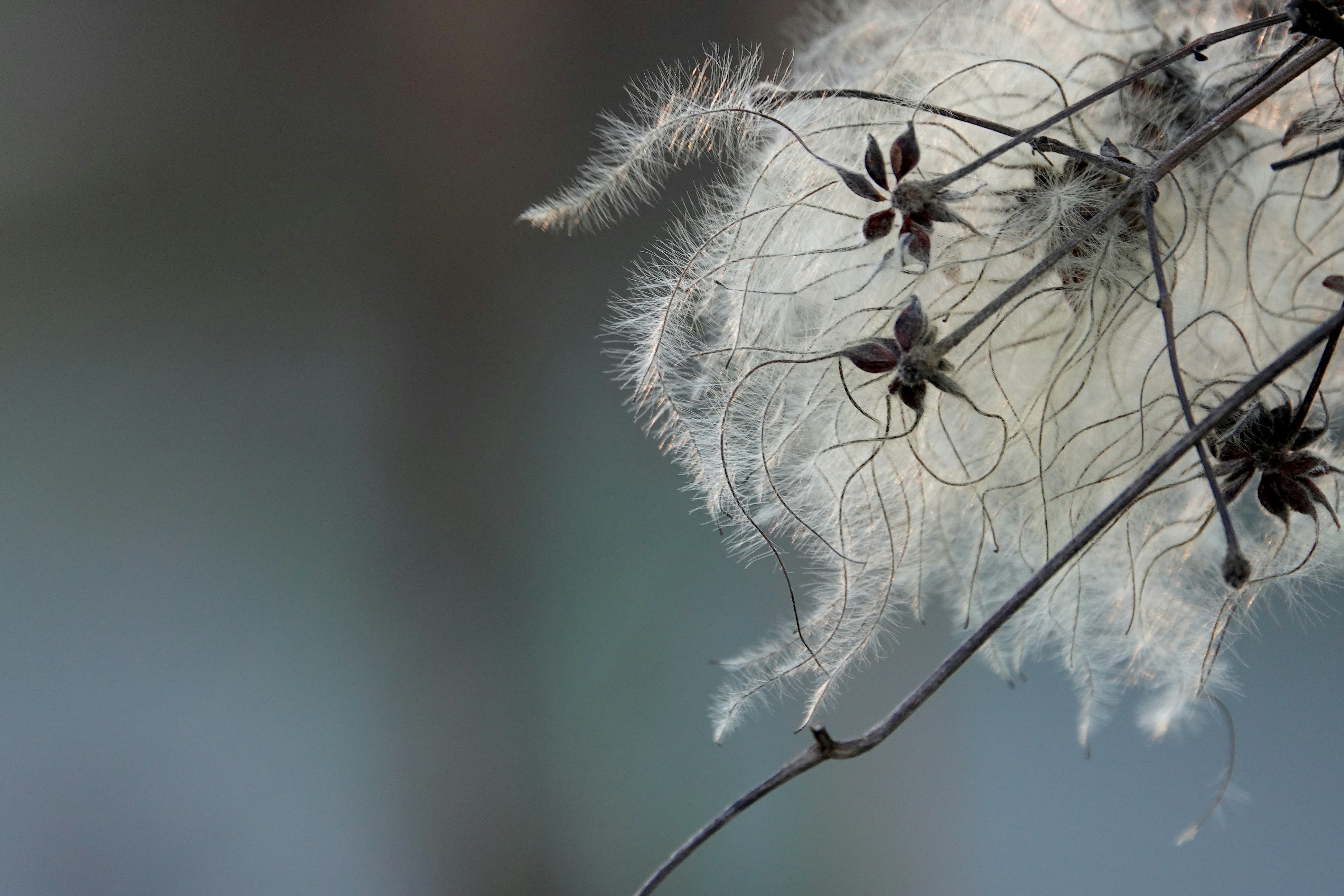 white snow on brown stem