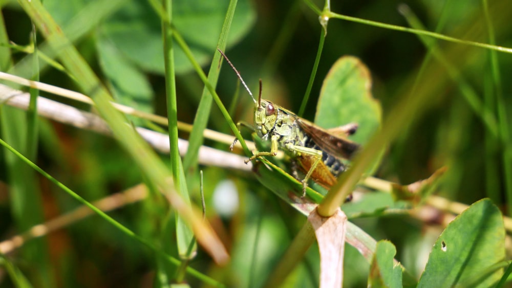 green grasshopper on green grass during daytime