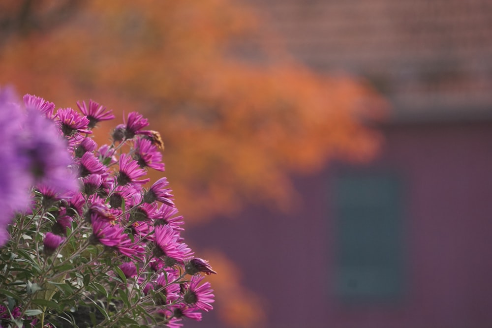 purple flowers in tilt shift lens