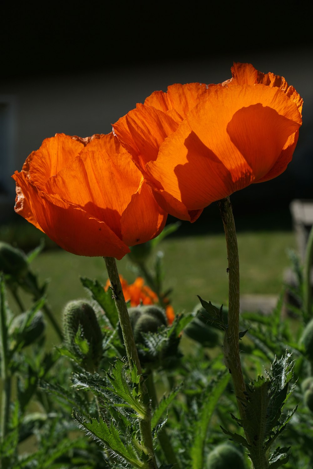 orange flower in tilt shift lens