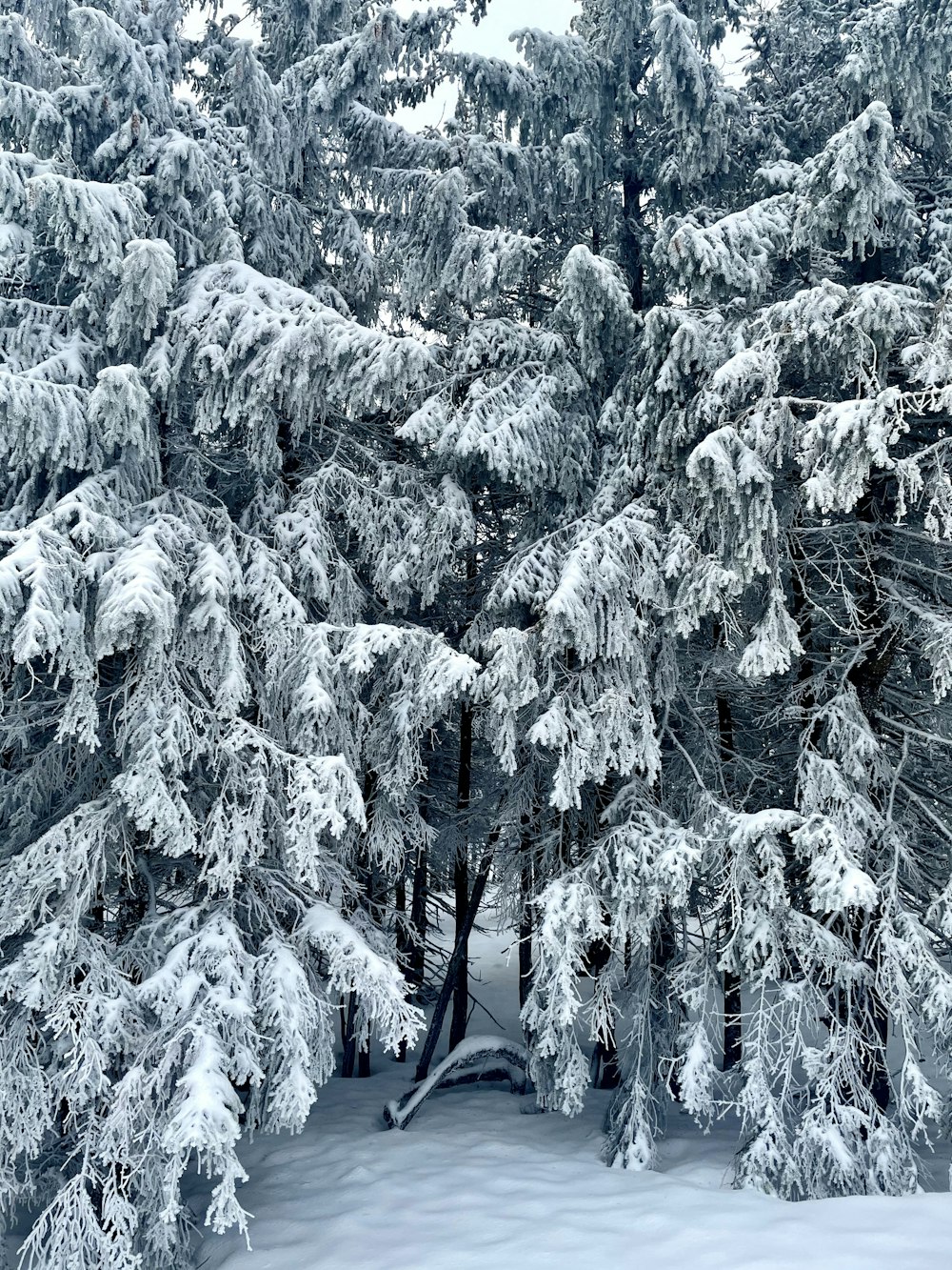 snow covered pine trees during daytime