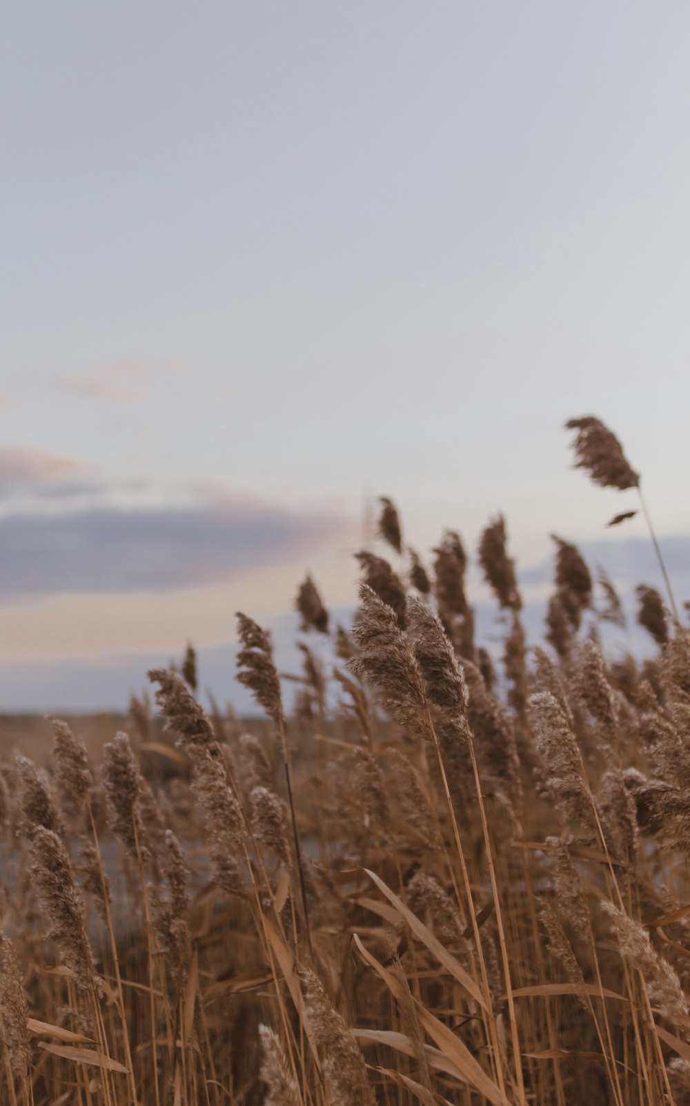 brown wheat field during daytime