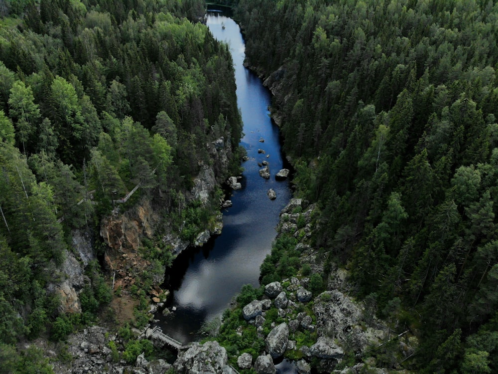 aerial view of river between green trees during daytime