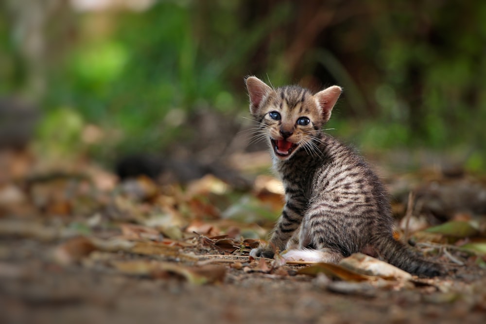 brown tabby kitten on brown ground