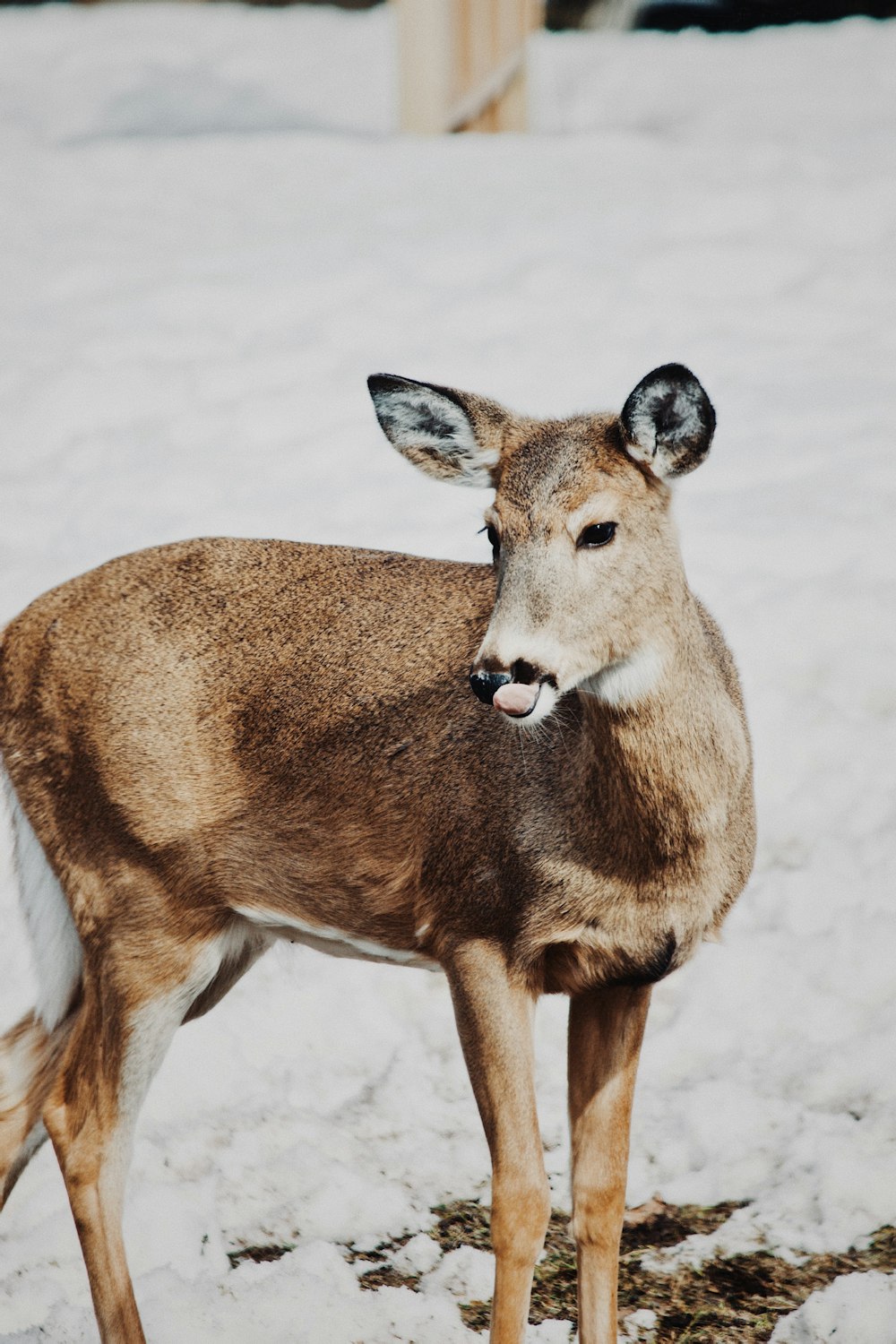 brown deer on snow covered ground during daytime