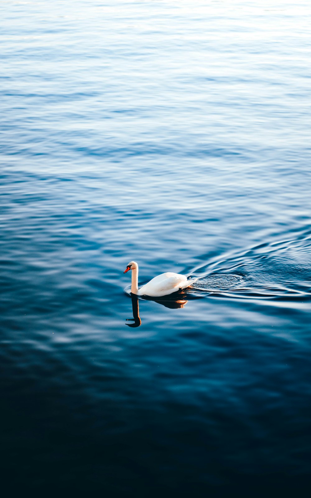 white swan on body of water during daytime