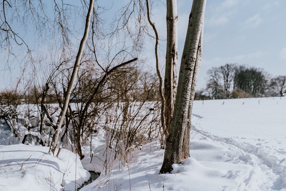 brown bare trees on snow covered ground during daytime