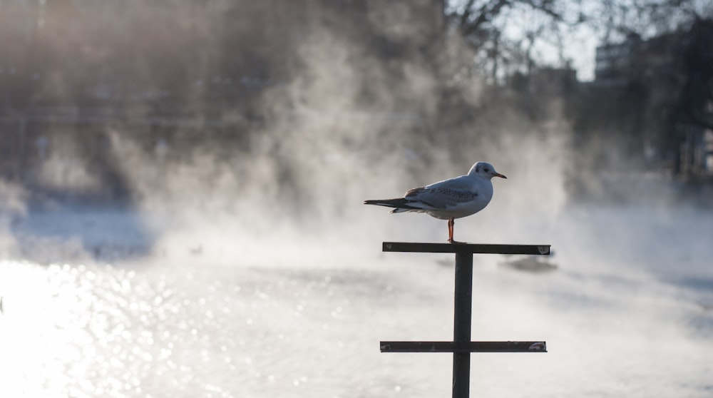 blue bird on brown wooden stand during daytime