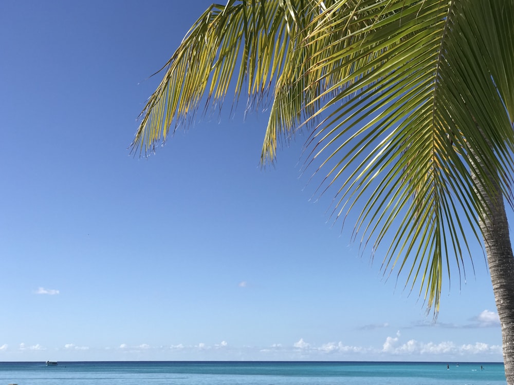 green palm tree near sea during daytime