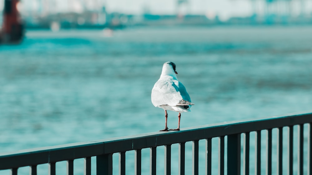 white and black bird on brown wooden fence