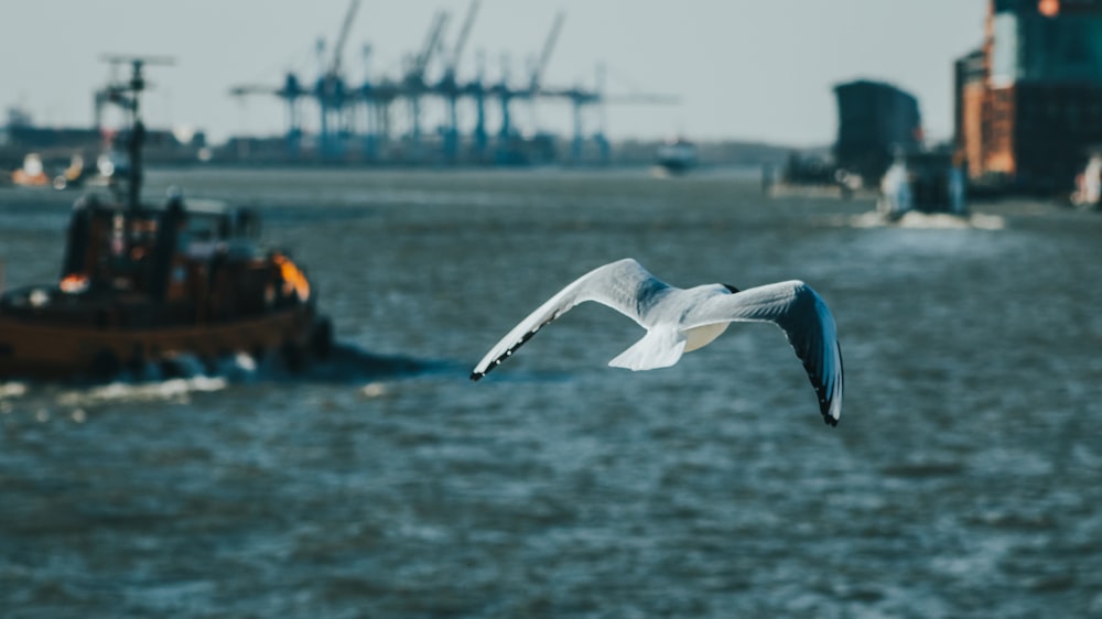 white bird flying over the sea during daytime