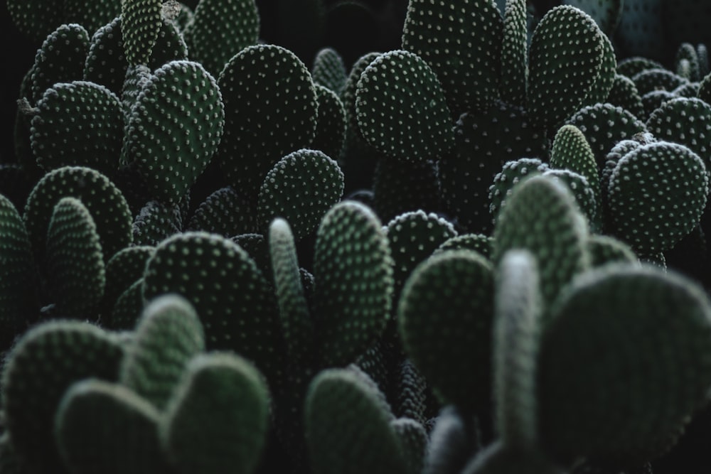 green cactus plants during daytime