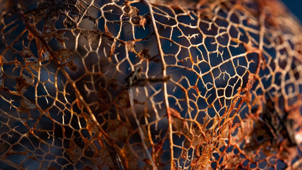 brown dried leaves on brown tree branches