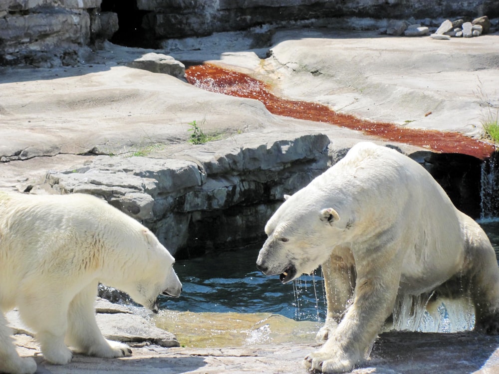 polar bear on ice during daytime