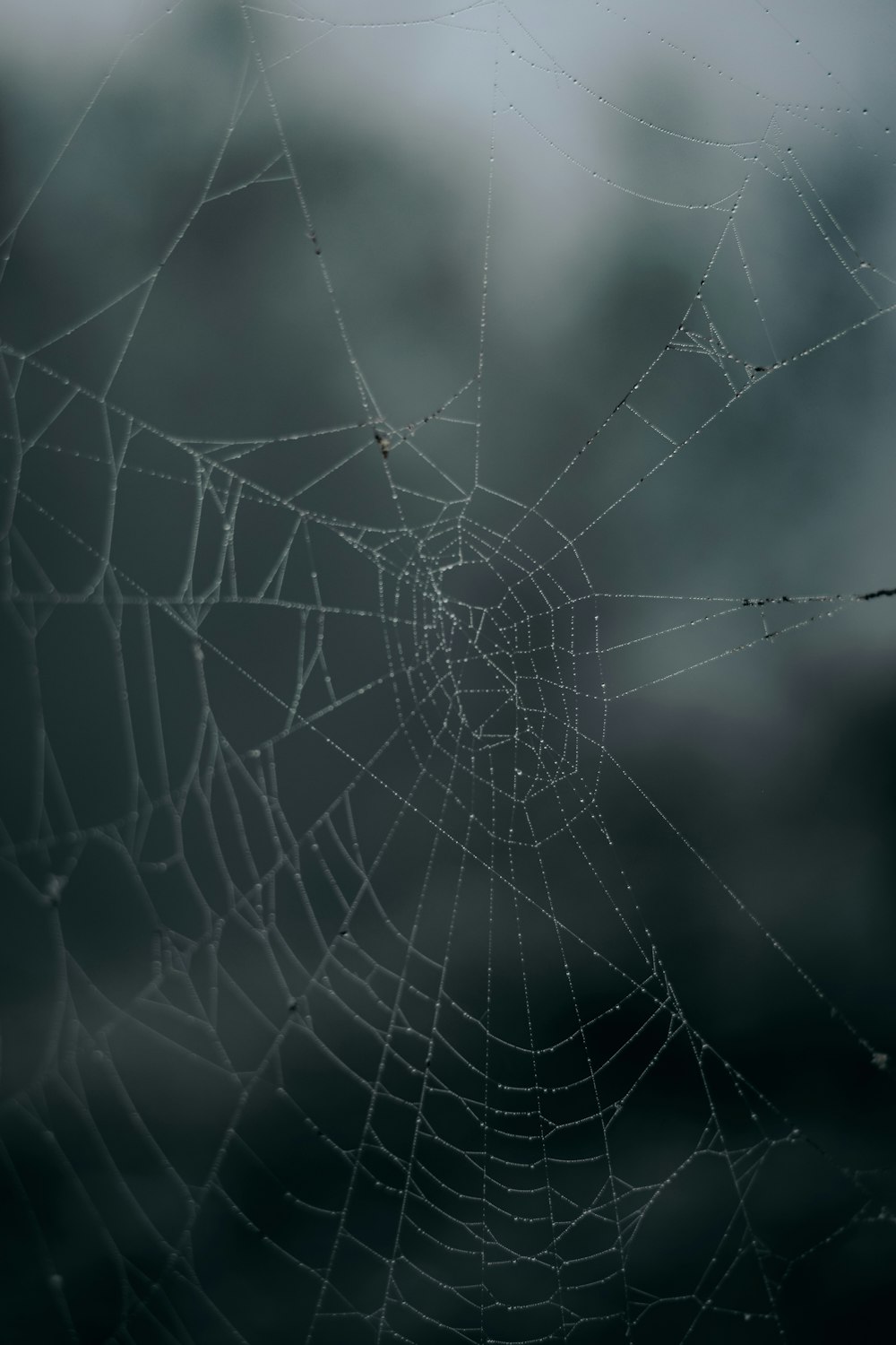 Telaraña en fotografía de primer plano