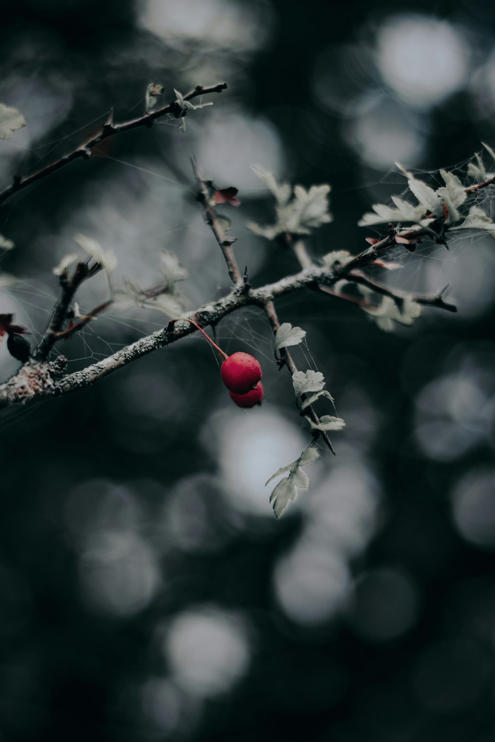 red round fruit on brown tree branch