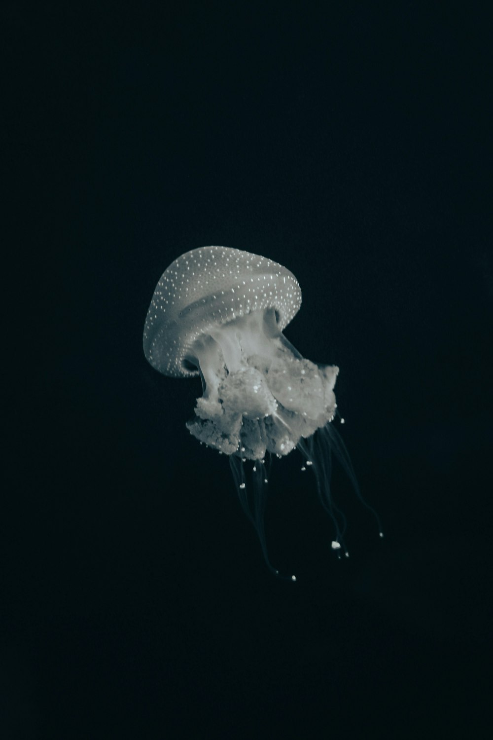white jellyfish in water in close up photography