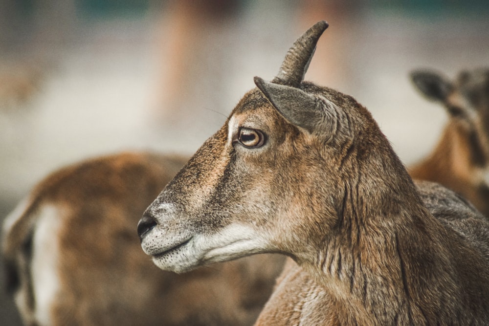 brown deer in tilt shift lens