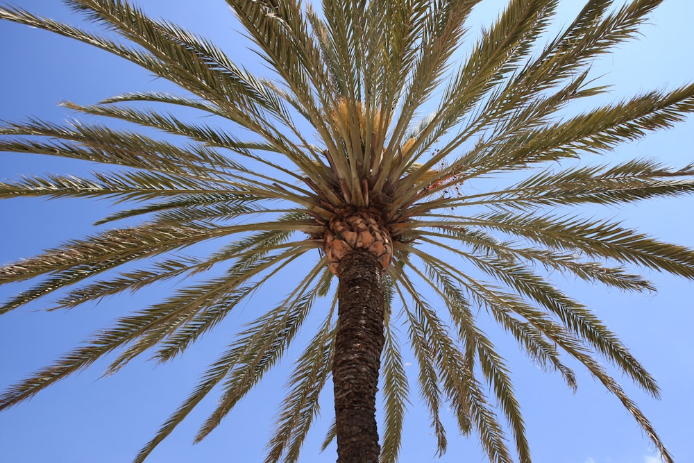 green palm tree under blue sky during daytime