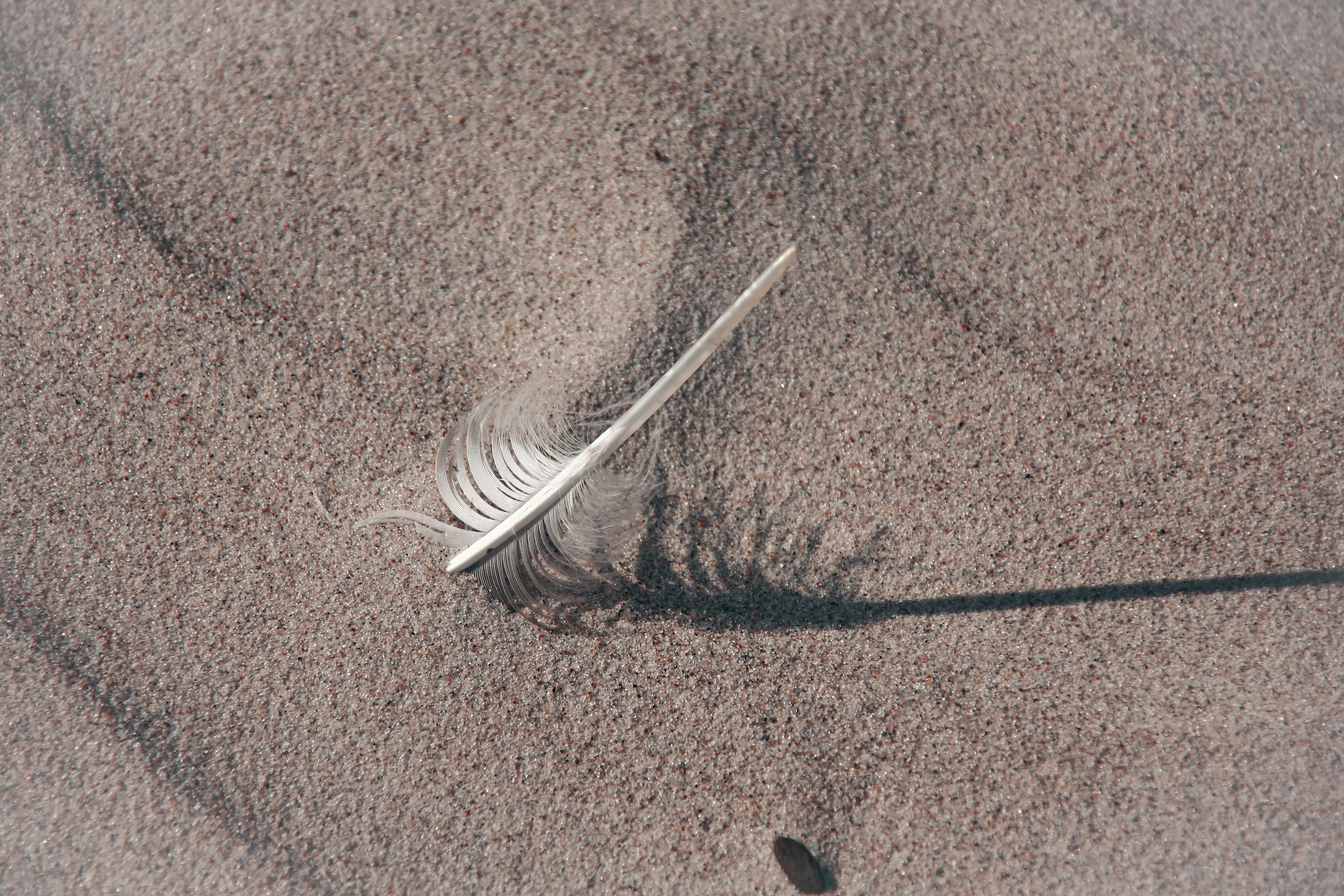 white feather on brown textile