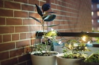 Charming balcony garden with fairy lights and comfortable seating