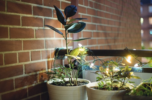 green rubber plant on white ceramic pot