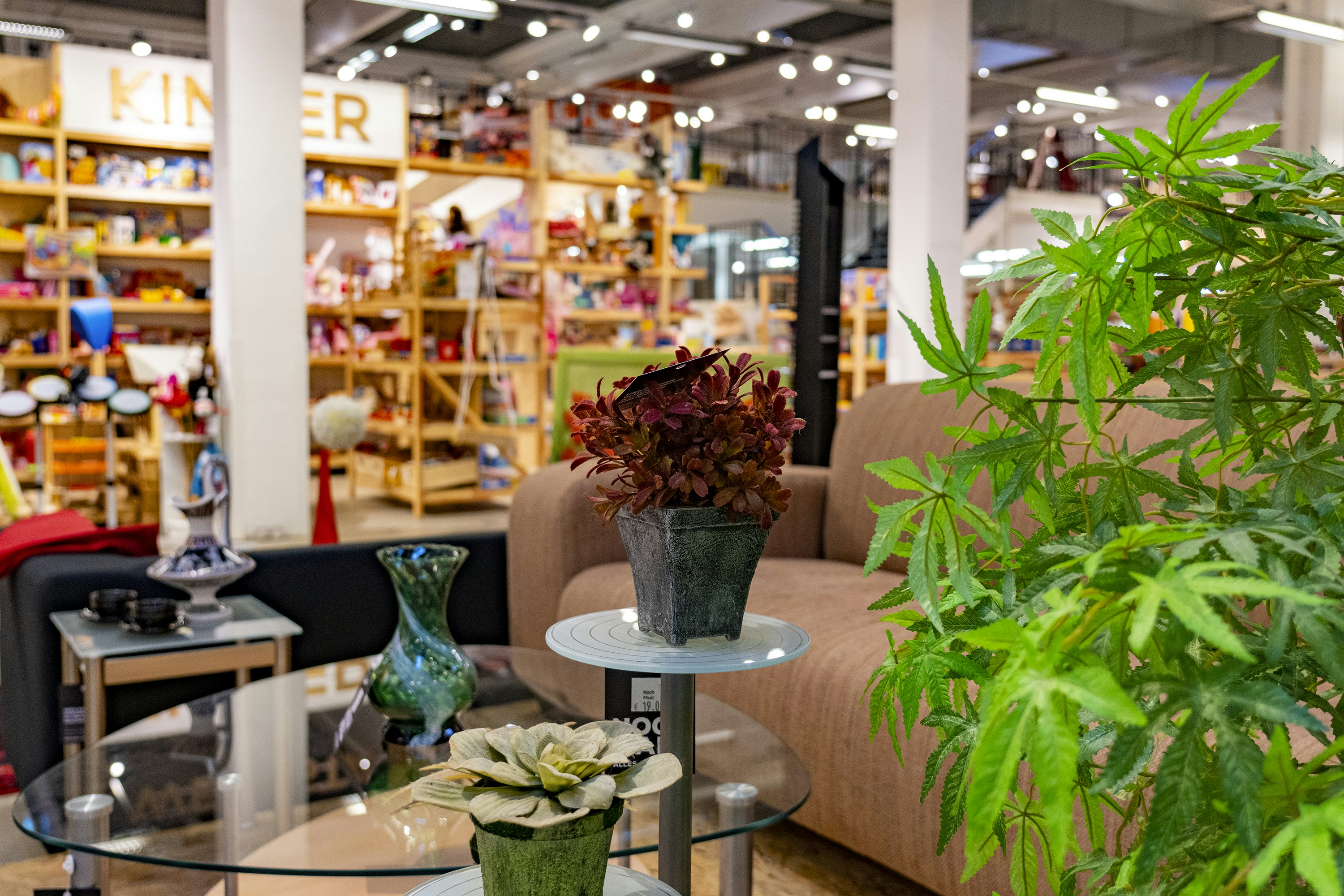 Green plant in ceramic vase